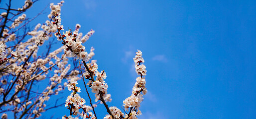 Panoramic shot of flowering cherry branches on a blue clear sky background with copy space: spring time concept.