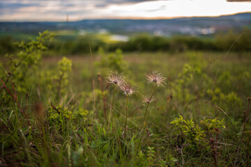 withered pulsatilla