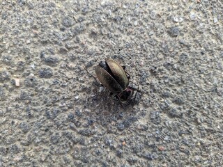 black beetle on the pavement closeup photo