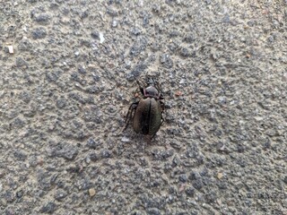 black beetle on the pavement closeup photo