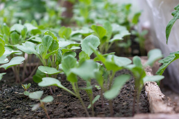 bunch lilac in vase on table