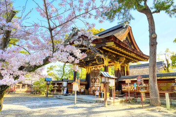 京都、豊国神社の桜と唐門