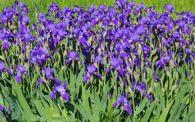 Field of purple irises background