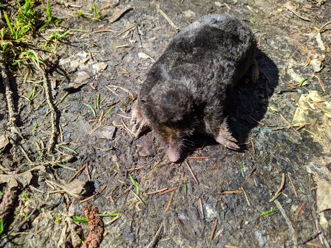 dead black and small desman in the forest at daytime in spring