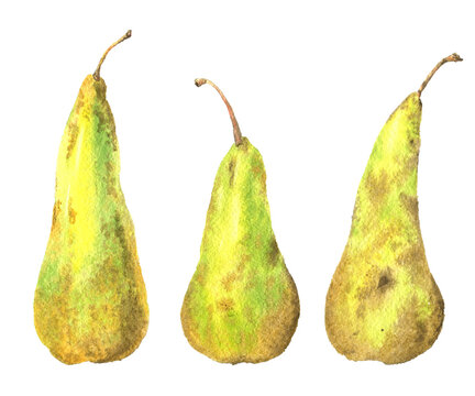 Three yellow pears on a white background. Watercolor illustration of a pear.