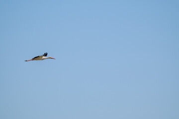 Fototapeta na wymiar Stork flying in blue sky