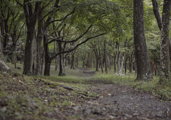 Fototapeta premium path in the woods