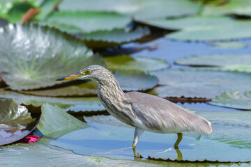Chinese Pond Heron bird walking on lotus leaf.