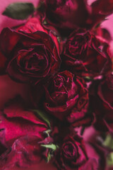 Red roses rosa dry flowers as floral autumn dark black vintage botanical grainy noisy blurred romantic intimate decorative pattern background wallpaper backdrop