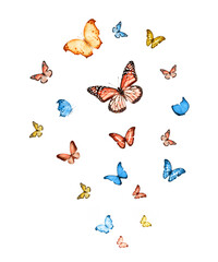 Flock of flying butterflies isolated on white