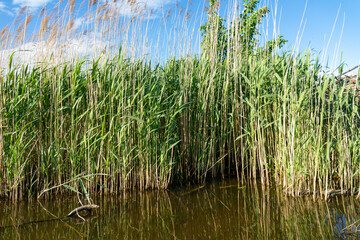 Green reed in a small pond with old wood. Nice Summerday with reflections in the water - obrazy, fototapety, plakaty