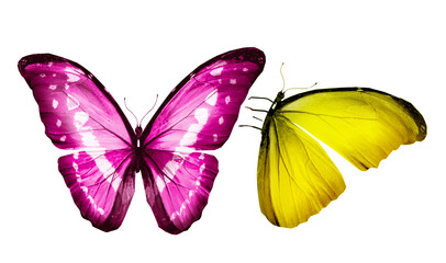 Color butterflies , isolated on white background