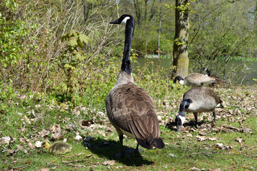Kanadagans mit Jungtier