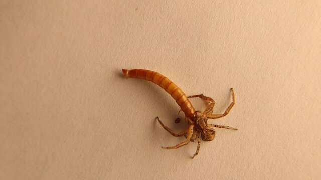 Hunting crab spider preys on a mealworm on a white background.
flower crab spider isolated.
Live meals.
spiders vs mealworms, superworms.
super worm, worms.
insect, insects, bugs.
animal, animals