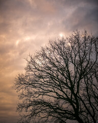 Obraz na płótnie Canvas Silhouette of oak tree against sunset clouds