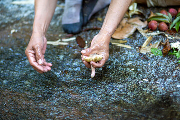 Wild mushrooms are being washed in natural streams. Forest seekers for food ingredients and send them for sale, living a life-saving self