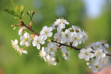 White flower poster.  Сherry blossom. Cherry blossom sprig.