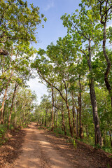 Fototapeta na wymiar Tall trees between the country road, the entrance to the forest looks natural, green trees in late summer, clear sky, beautiful dirt road in Thailand.