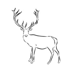 vector - Deer - hand draw , isolated on background