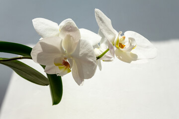 White orchid against a light wall.