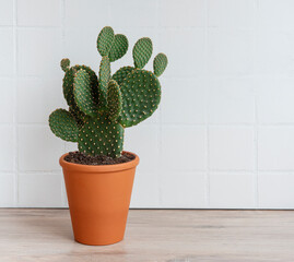 Cactus opuntia in pot