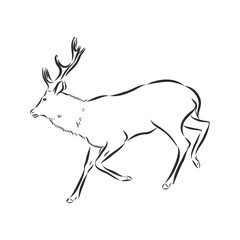 vector - Deer - hand draw , isolated on background