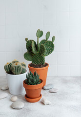 Cactuses and succulent plant in  pots on the table