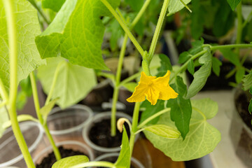 Fototapeta premium Blooming seedlings of cucumber . Hand holds a leaf of tomato seedling. All-season works. Garden season. 