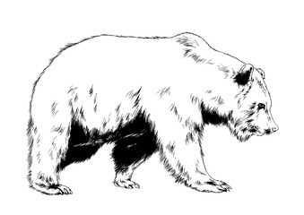 big brown grizzly bear drawn in ink by hand - obrazy, fototapety, plakaty