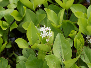 Obraz premium Menyanthes trifoliata | Trèfle d'eau ou Ményanthe trèfle d'eau. Plante aquatique des étangs à tiges à folioles émergées et grappes de fleurs rosâtres et blanchâtres, pétales entourés de cils blancs