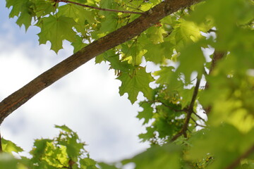 Fototapeta premium green leaves and sky