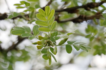 Fototapeta na wymiar leaves on a tree