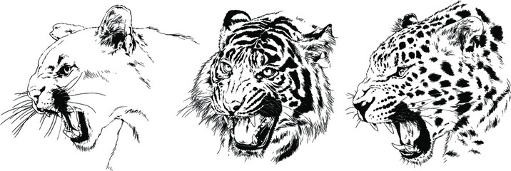 vector drawings sketches different predator , tigers lions cheetahs and leopards are drawn in ink by hand , objects with no background