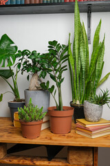 Collection of potted house plants on wooden table. Eco friendly home decor, stylish interior with a...