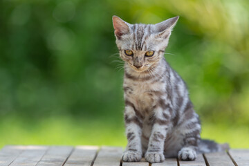 Naklejka premium Cute American shorthair cat kitten In the garden