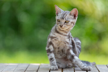 Cute American shorthair cat kitten In the garden