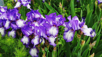 Schwertlilien © cabito