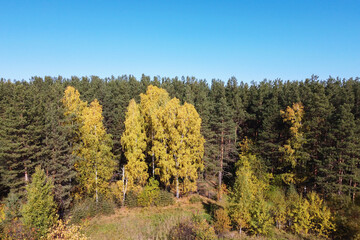 Autumn top view of the  forest