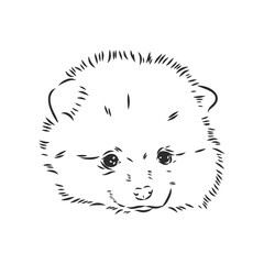 Pomeranian dog hand drawn sketch. Purebred lap dog face on white background.