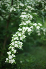 Blooming hawthorn tree with white flowers in spring garden.