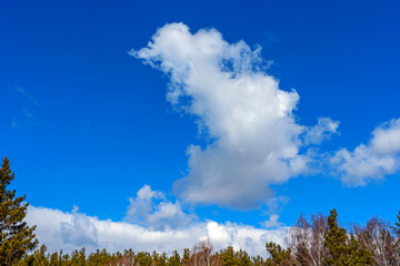 Spring blue sky with white clouds over the treetops