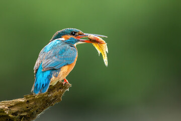 Obraz premium Beautiful common kingfisher, alcedo atthis, with colorful feathers holding a fish . Female bird resting on branch with a catch in beak. Close up of exotic wild animal in green summer.