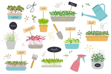 Set of potted Microgreens. Tools for gardening micro greens at home, seeds and sprouts. Healthy Food. Garden accessories, plants in pots. Flat cartoon Vector Illustration Isolated on White Background.