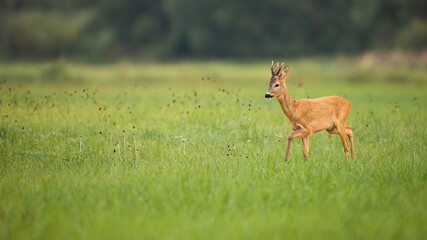 Beautiful roe deer, capreolus capreolus, buck walking on the green meadow in summer with copy space. Tranquil wild animal walking slow on a pasture.