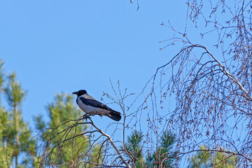 A crow sits on a birch branch against a blue sky
