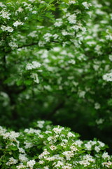 Blooming hawthorn tree with white flowers in spring garden.