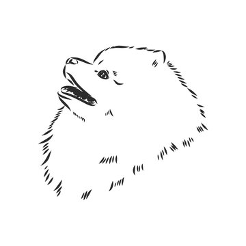 Pomeranian dog hand drawn sketch. Purebred lap dog face on white background.