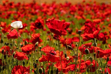 many red flowers with one white poppy