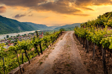 Fototapeta na wymiar Road through the vineyards at sunset. Wachau Valley. Austria.