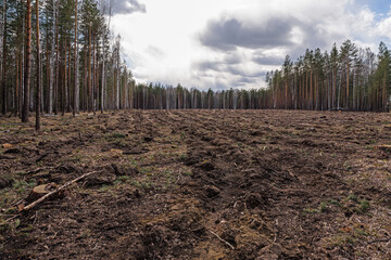 Forest land after cutting and removal of timber